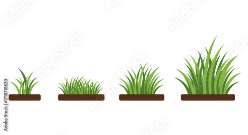 Four stages of grass growth depicted in a minimalist, cartoon style, showing development from sprout to full clump.