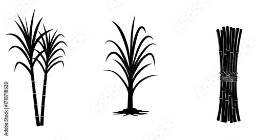 Three black and white illustrations depicting sugarcane plants: two stalks, a single plant with roots, and a tied bundle.