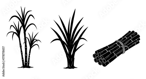 Black and white illustration showing sugarcane plants and a bundle of cut sugarcane stalks.