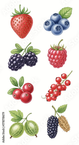 Assortment of Fresh Berries Strawberry, Blueberry, Blackberry, Raspberry, Cranberry, Currant, Gooseberry, Mulberry