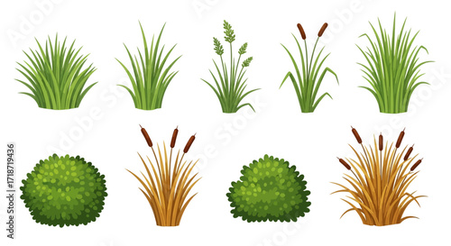 Illustration of various types of grass and reeds, including cattails, in different shapes and colors, arranged in two rows.