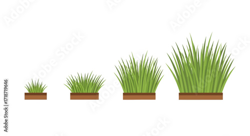 Four tufts of green grass in different stages of growth, arranged from smallest to largest on brown soil patches.