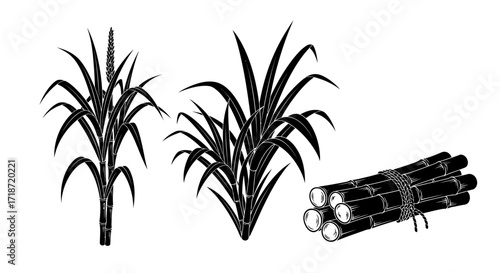 Black and white illustration of sugarcane plants and a bundled stack of sugarcane stalks.