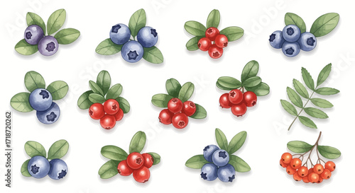 Watercolor Berries Clipart Blueberries & Cranberries