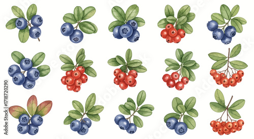 A detailed watercolor illustration set of wild forest berries, including blueberries and lingonberries