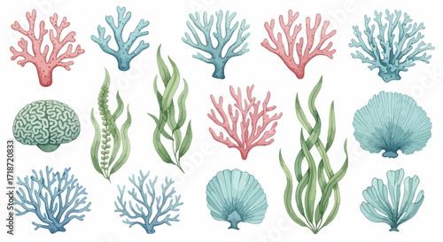 Vibrant watercolor collection of oceanic corals, seaweeds, and shells on a white background