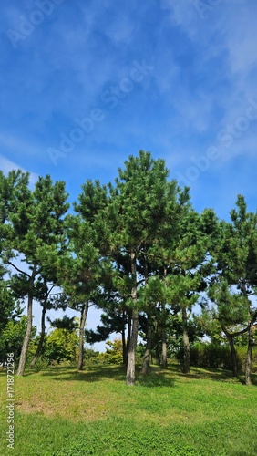 trees in the park