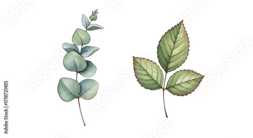 Elegant Watercolor Illustrations of Eucalyptus and Rose Leaves on a White Background
