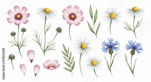 Watercolor Wildflower Clipart Set Cosmos, Daisies, Cornflowers