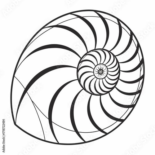 Nautilus Shell Cross Section Spiral Pattern