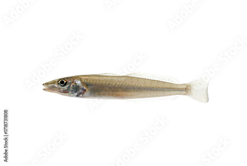 シロギス　釣りの魚　白バック