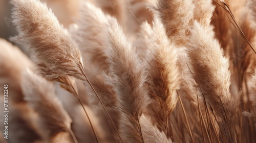 Soft Beige Pampas Grass Foliage in Natural Sunlight Setting