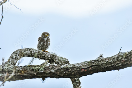 Fotografie Búho pica piedra