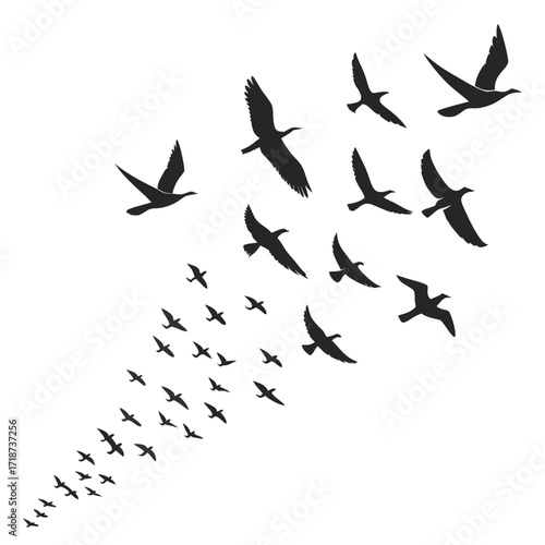 Flock of Birds Silhouettes Flying in Formation migration