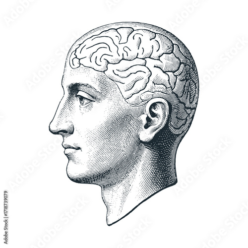 Phrenology head model. Black white hand drawn vector illustration.