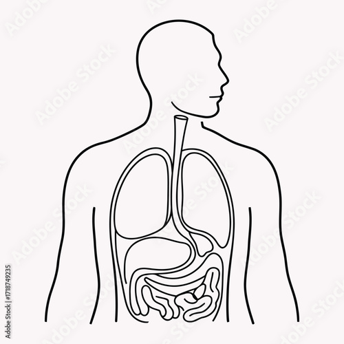 Human torso anatomy illustration showing digestive and respiratory systems