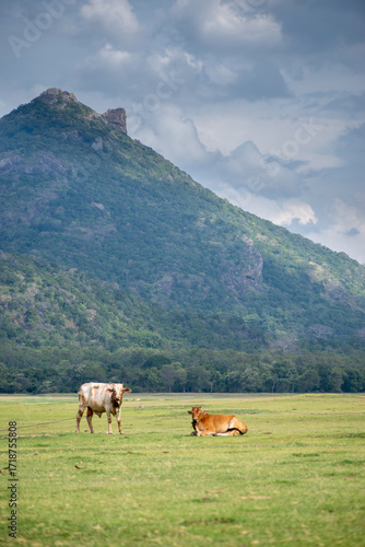 cows on a pasture, Kandalama, Sri Lanka
