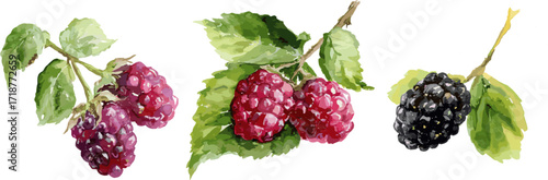 3 sets of berry plants with berries, branches and leaves in different colors and patterns, watercolor style vector illustrations isolated on white background