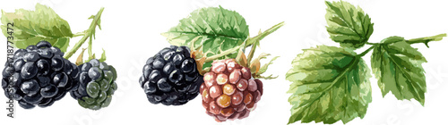 3 sets of berry plants with branches fruits and leaves isolated on white background, watercolor style vector illustration