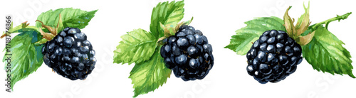 3 sets of watercolor blackberry fruits with branches and leaves in different poses and angles, in clip art style isolated on white background