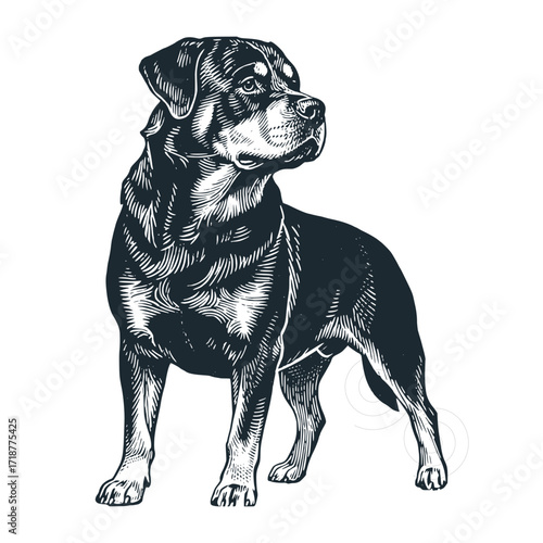 Rottweiler dog. Black and White Icon Vector and Illustration