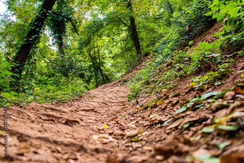 A dirt path winding through a lush forest