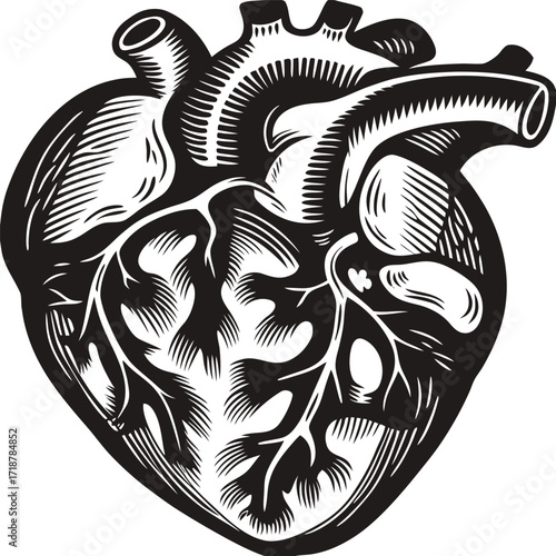 Black and white anatomical heart illustration with veins