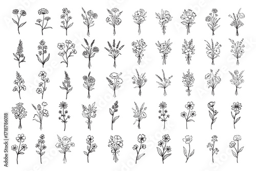 Plant hand drawn vector, set of flower branch and leaves illustration
