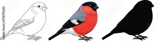 Bullfinch in outline, color, and silhouette illustration