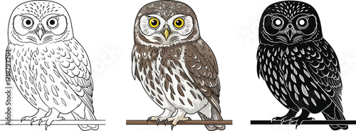 Eurasian pygmy owl in line art, color, and silhouette illustration