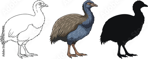 Takahe in line art, color, and silhouette illustration