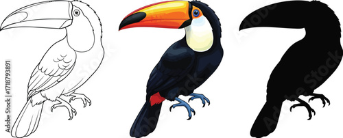 Toucan in outline, color, and silhouette illustration