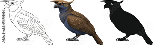 Hoatzin in sketch, color, and silhouette illustration