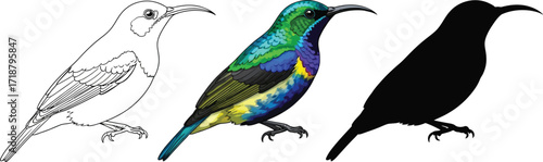 Sunbird in line art, color, and silhouette illustration