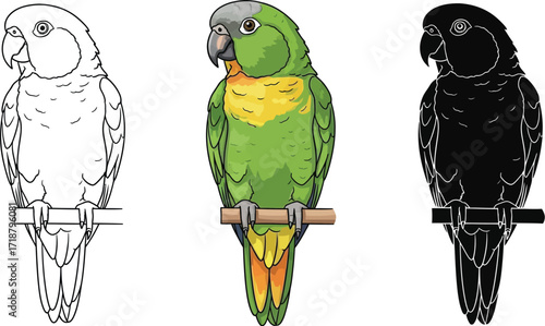 Senegal parrot in sketch, color, and silhouette illustration