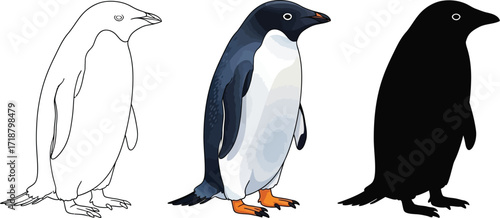 Adelie penguin in full color, line art, and silhouette illustration