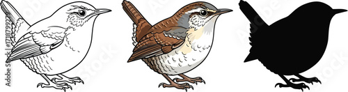 Eurasian wren in line art, color, and silhouette illustration