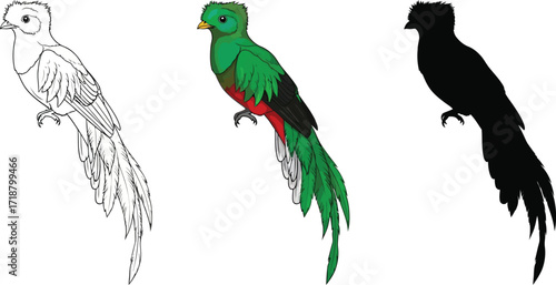 Resplendent quetzal in line art, color, and silhouette illustration