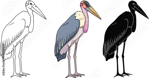 Marabou stork in line art, color, and silhouette illustration