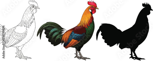 Rooster in sketch, color, and silhouette bird illustration
