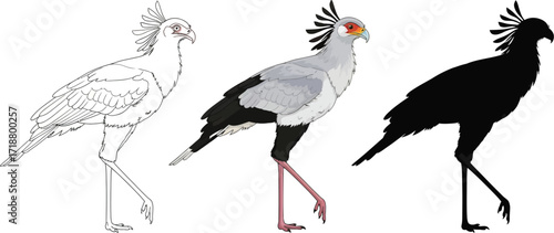 Secretary bird in sketch, color, and silhouette illustration