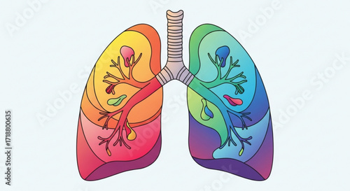 Colorful lungs anatomy illustration for respiratory system health and medical education resource design use