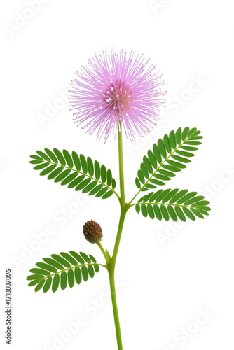 mimosa pudica flower isolated on transparent background.
