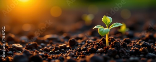 Close-up of a young green seedling sprouting from dark fertile soil du early growth stage in natural outdoor environment with warm sunlight