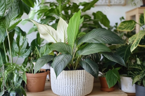 Wallpaper Mural Tropical 'Philodendron Melanochrysum' Leaf Close-Up with Lush Background Plants Close up Torontodigital.ca