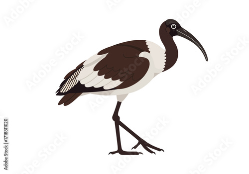 A brown and white ibis bird stands on two dark legs