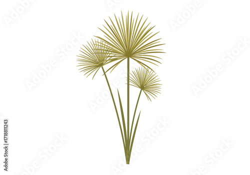 A papyrus plant with three round green flower heads