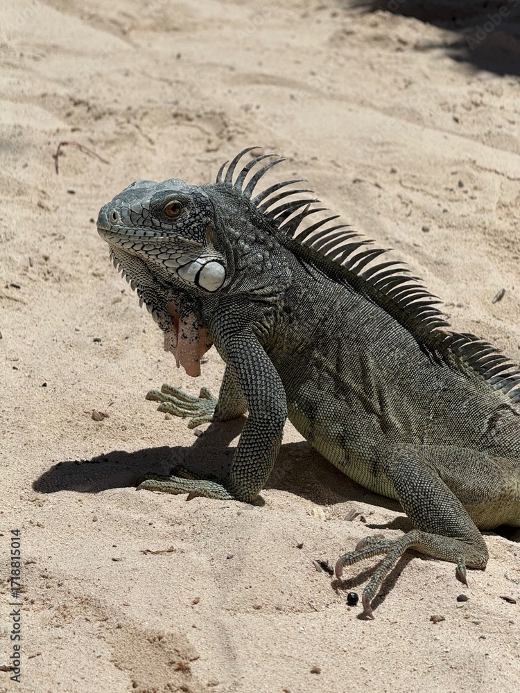 Fototapeta premium Wild Iguana Resting on Tropical Beach Sand