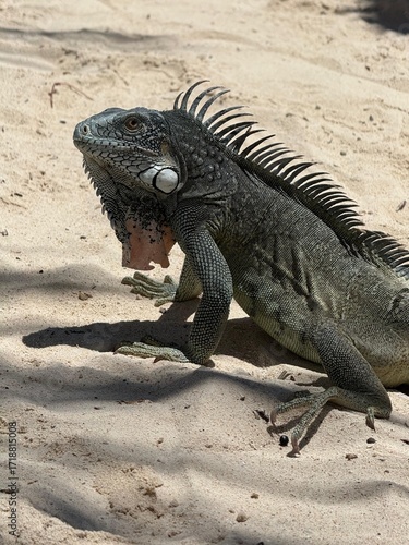 Close Up of Green Iguana with Spiky Crest