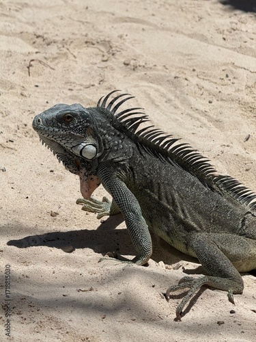 Green iguana on sandy beach under the sun